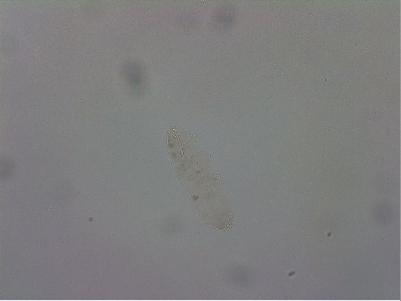 Mesocrista spitzbergensis image