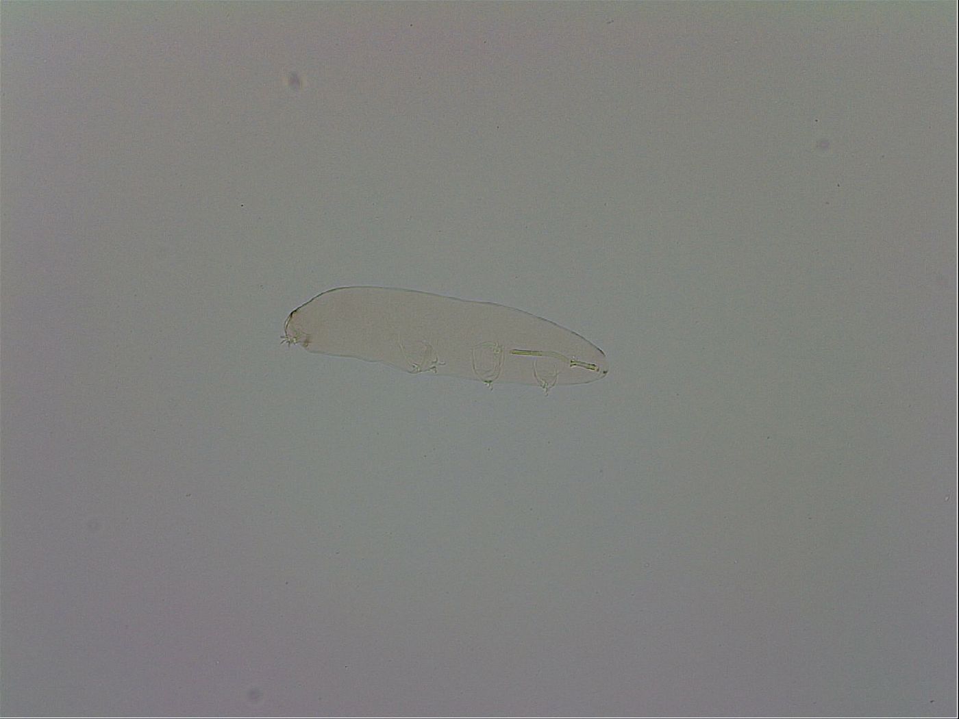Mesocrista spitzbergensis image