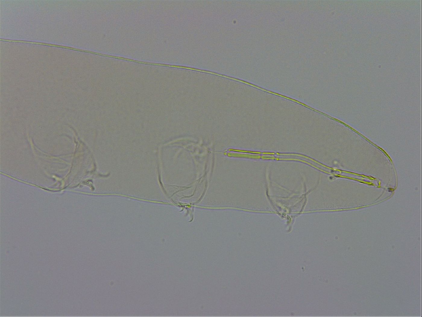 Mesocrista spitzbergensis image