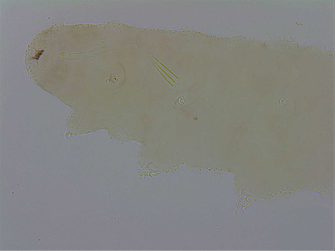 Mesocrista spitzbergensis image