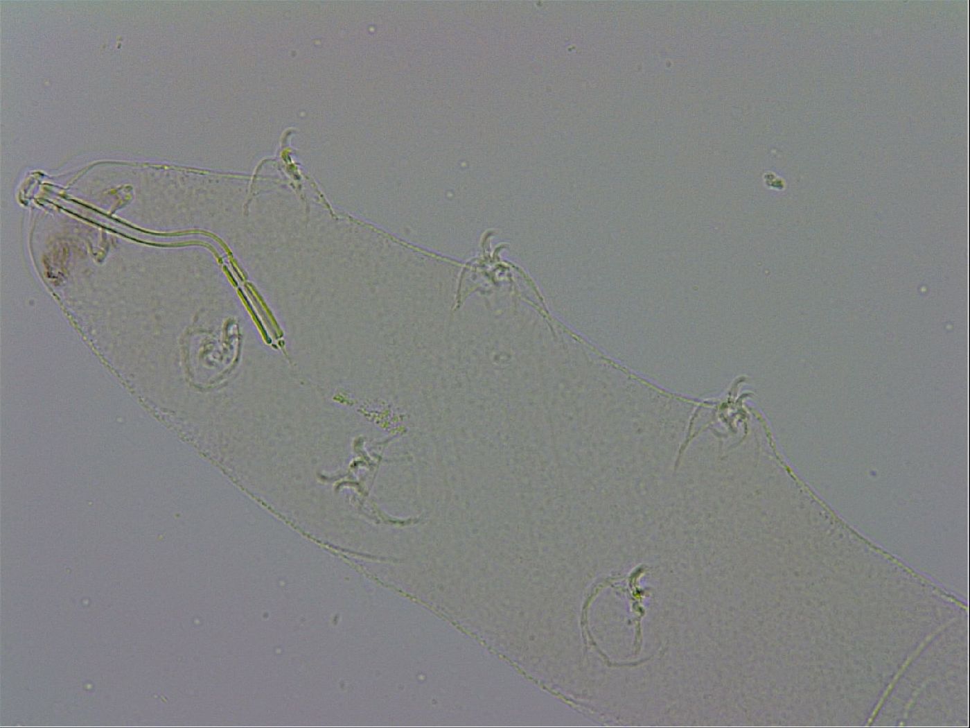 Mesocrista spitzbergensis image