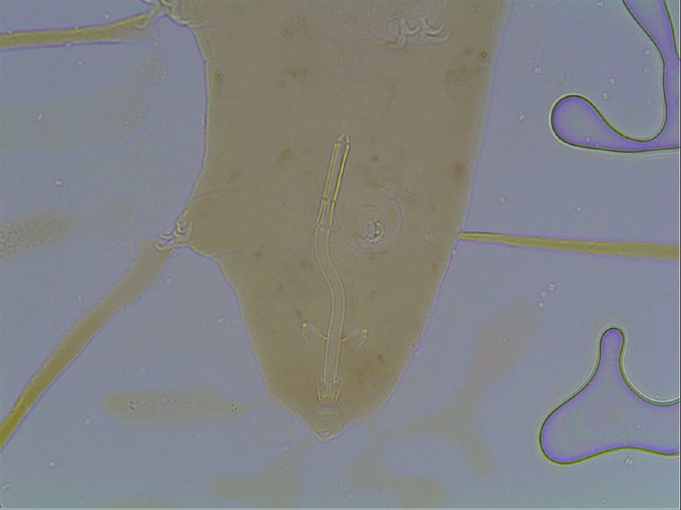 Mesocrista spitzbergensis image