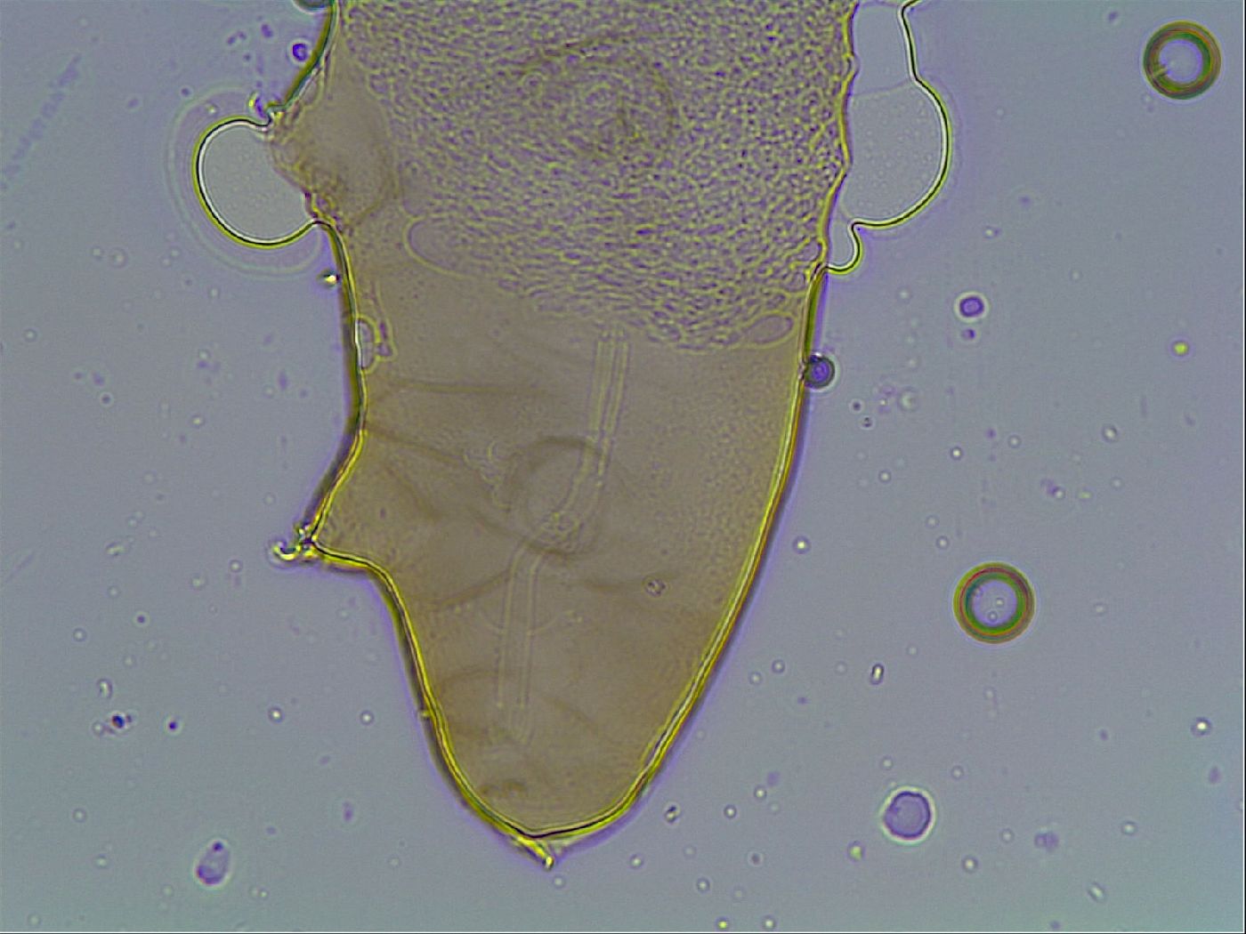 Mesocrista spitzbergensis image