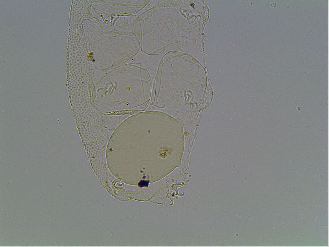 Pilatobius iltisi image