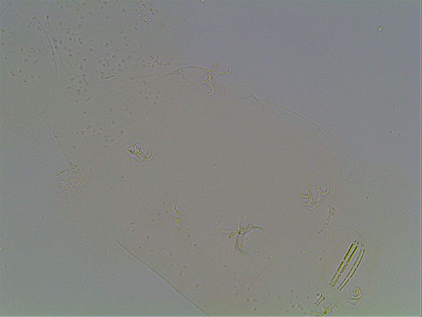 Diphascon image