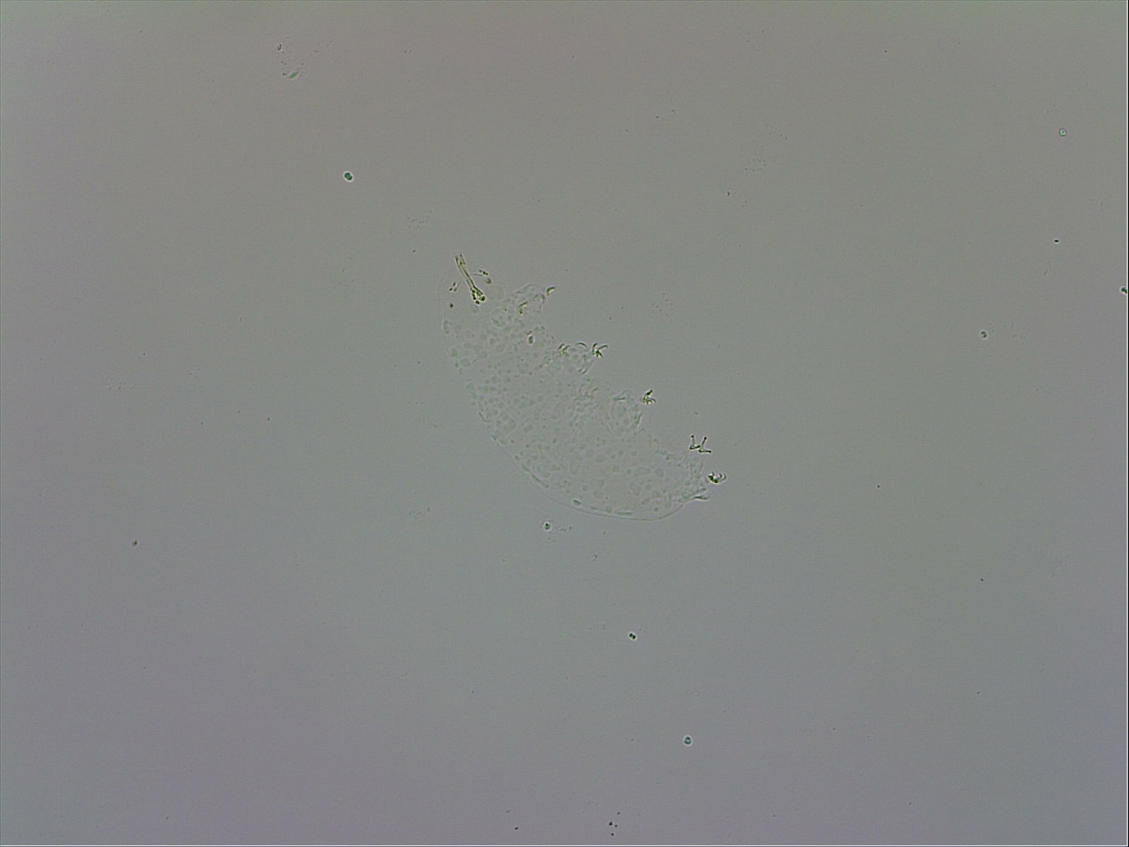 Doryphoribius evelinae image