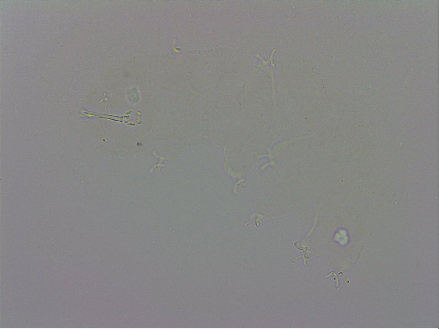 Doryphoribius evelinae image