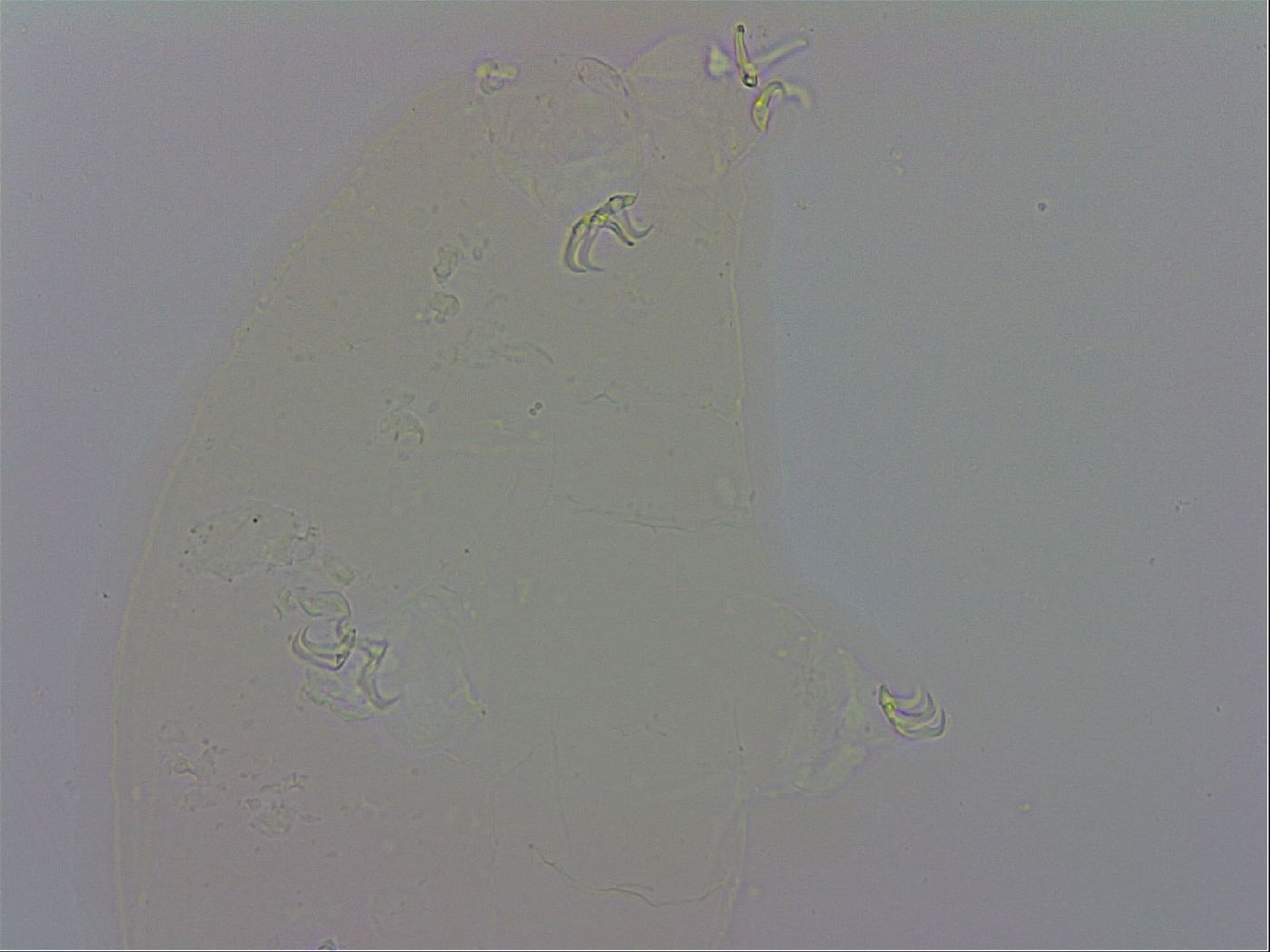 Doryphoribius evelinae image