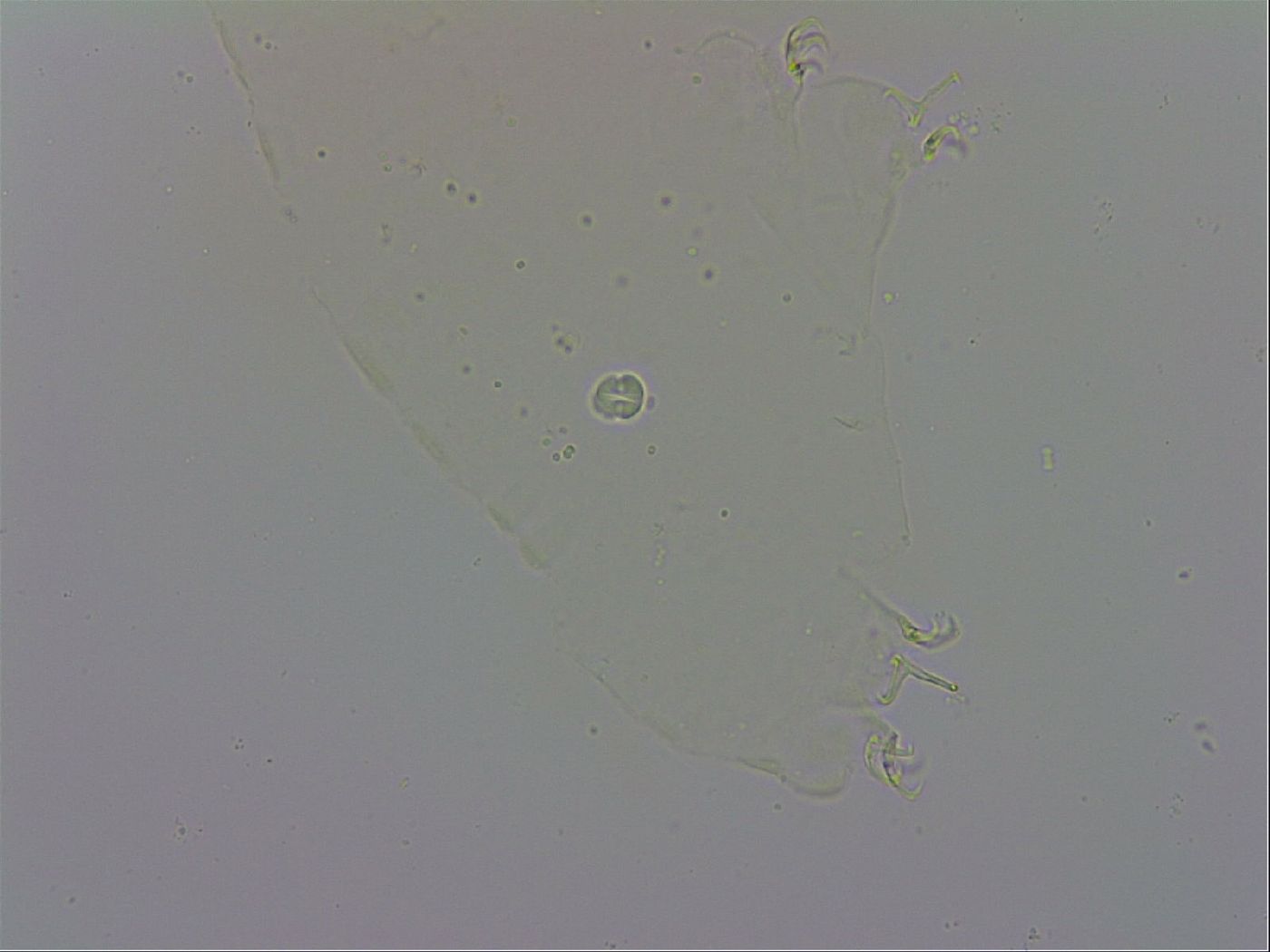 Doryphoribius evelinae image