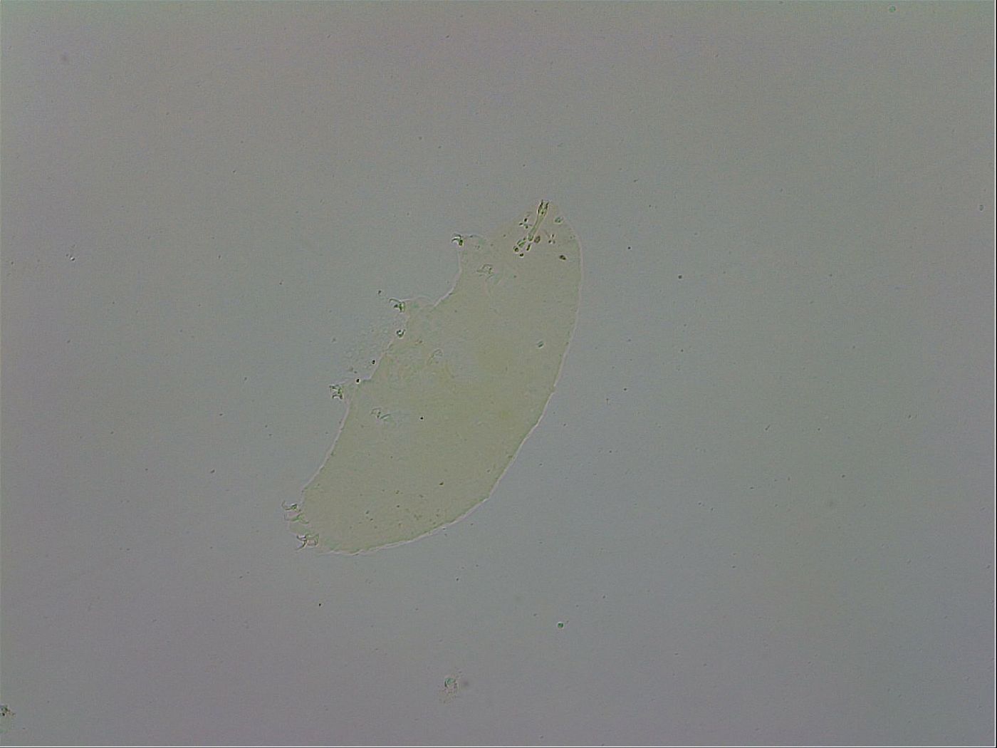 Doryphoribius evelinae image