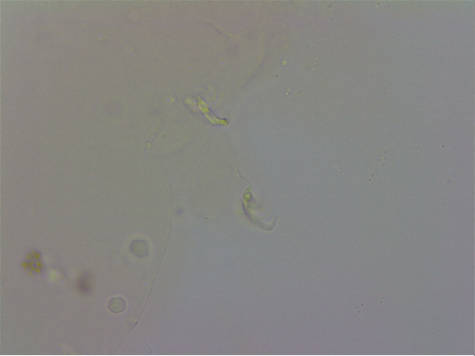 Doryphoribius evelinae image