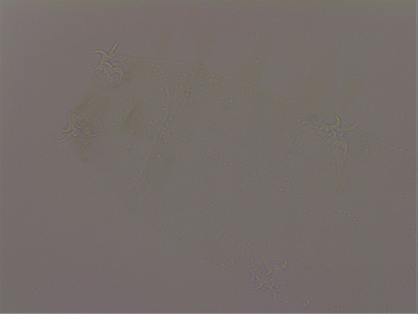 Mesocrista spitzbergensis image