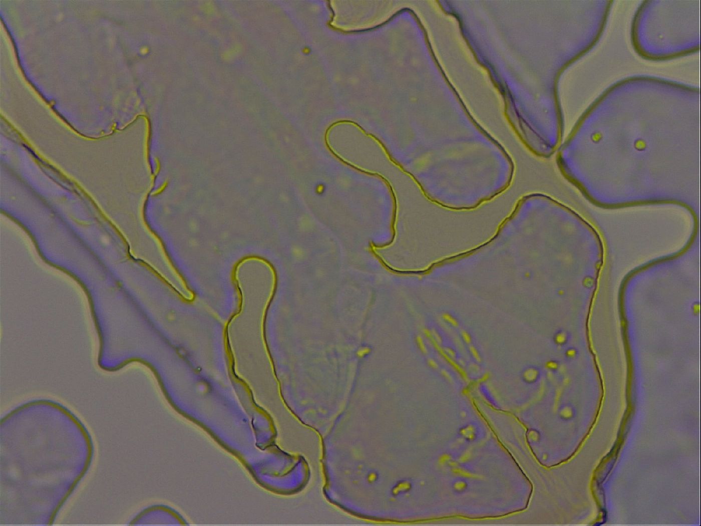 Thulinius augusti image
