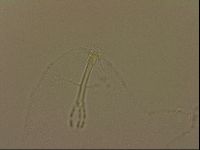 Isohypsibius granulifer image