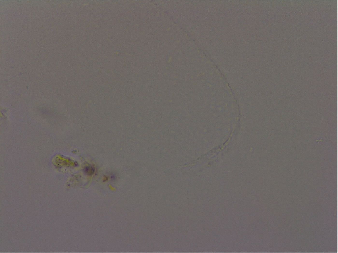 Isohypsibius granulifer image