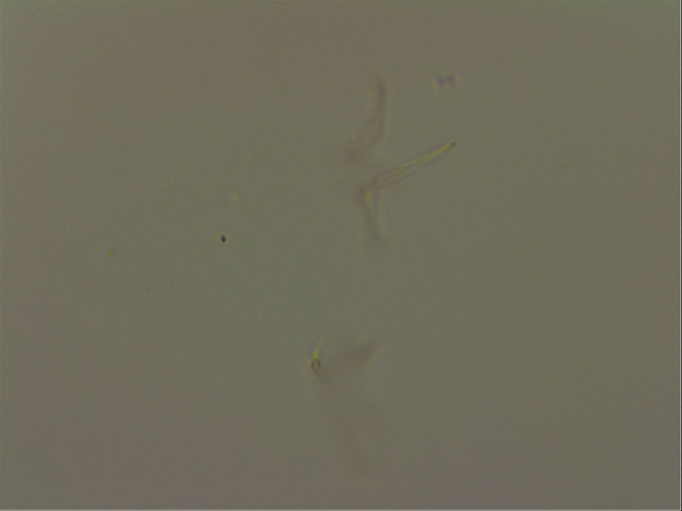 Isohypsibius granulifer image