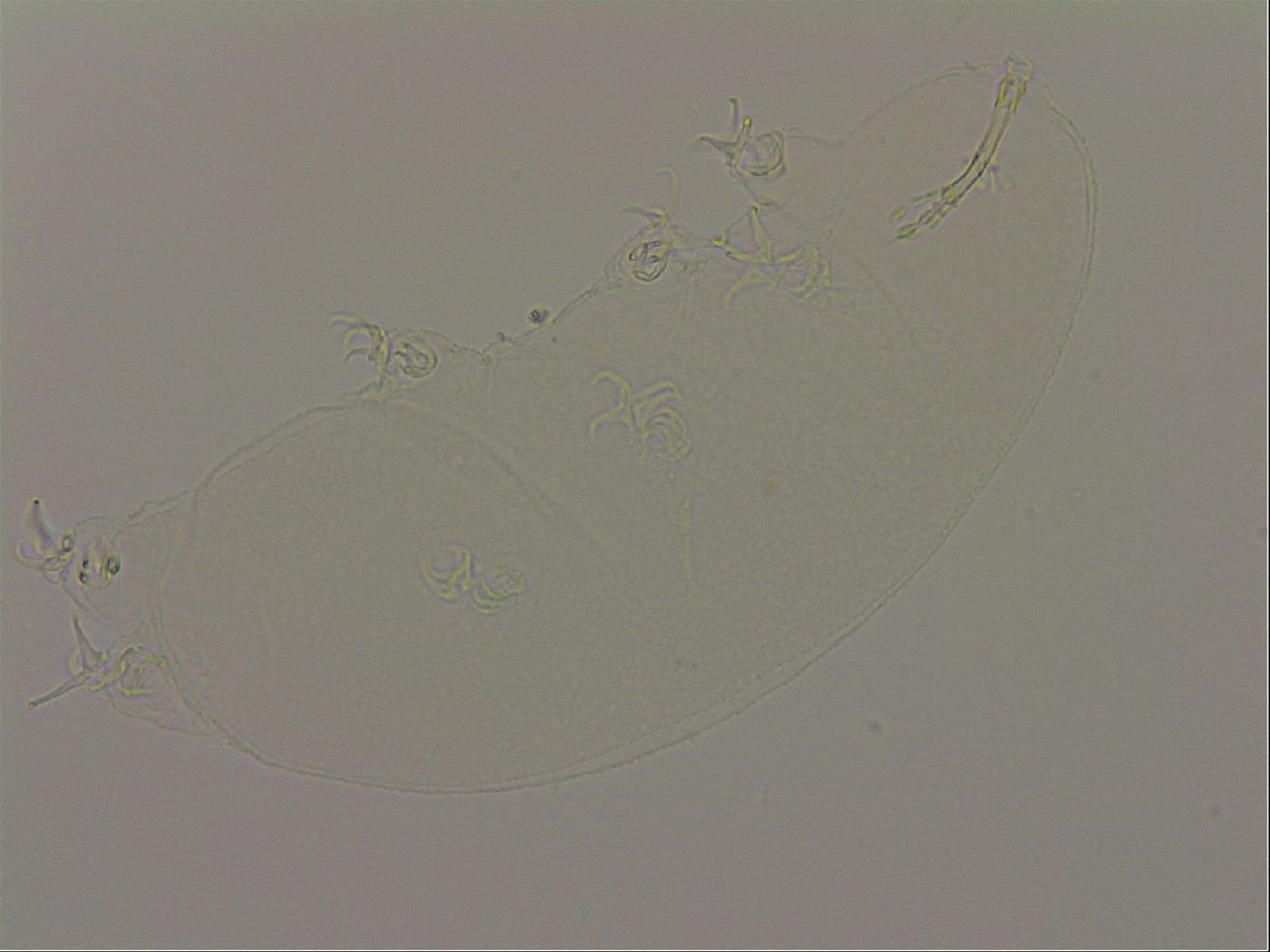Isohypsibius granulifer image