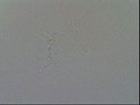 Isohypsibius granulifer image