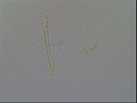 Isohypsibius granulifer image