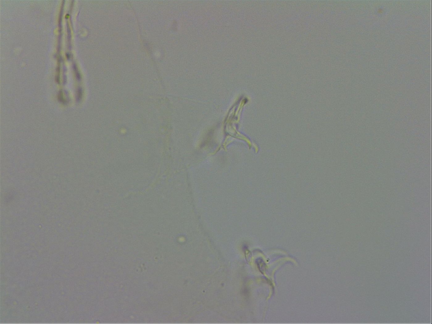 Isohypsibius granulifer image