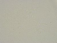 Isohypsibius granulifer image