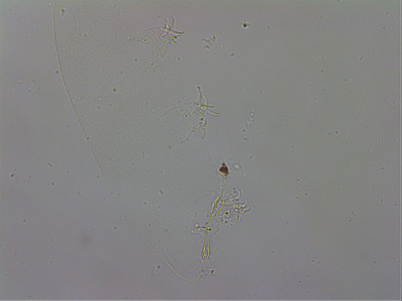 Isohypsibius granulifer image