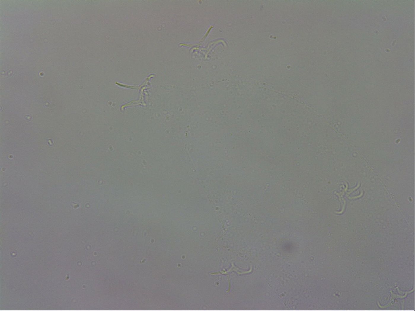 Isohypsibius granulifer image
