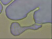 Isohypsibius granulifer image