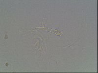 Isohypsibius granulifer image