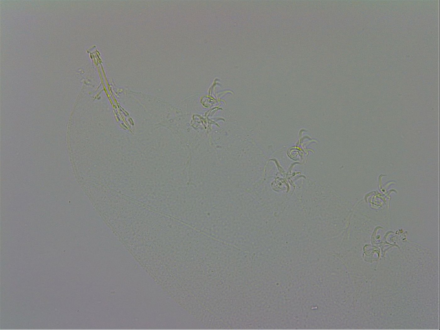 Isohypsibius granulifer image