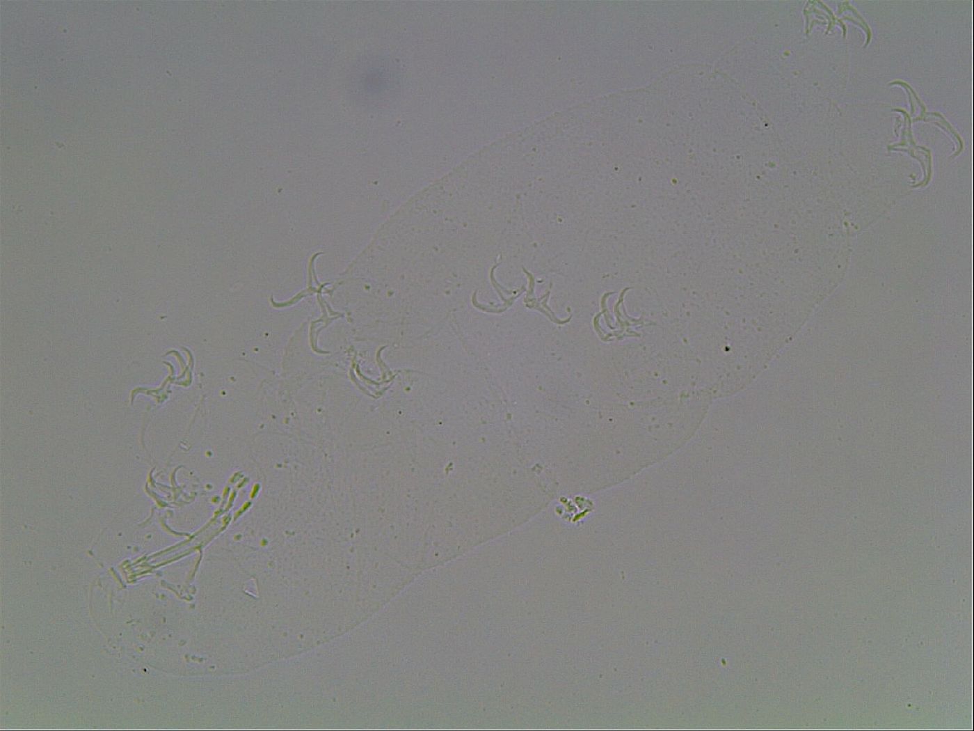 Isohypsibius granulifer image