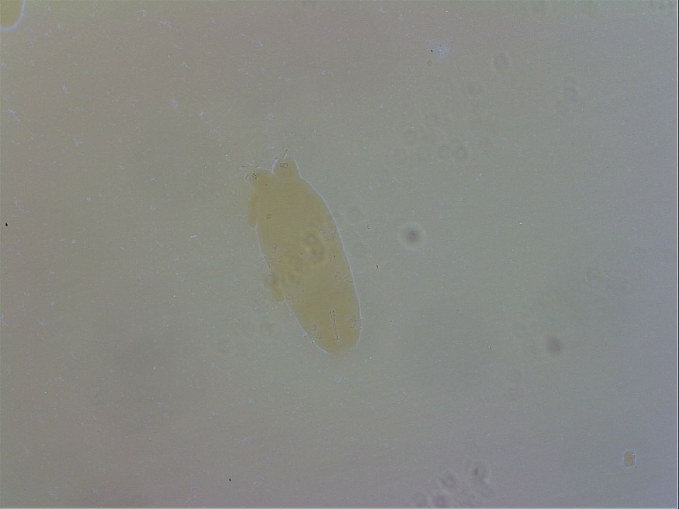 Isohypsibius granulifer image