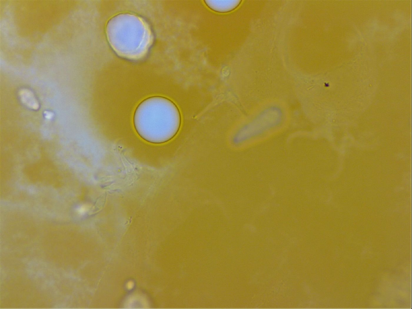 Isohypsibius granulifer image
