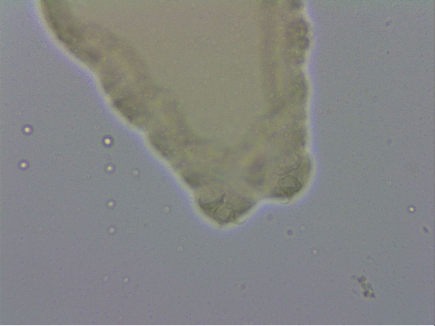 Isohypsibius lunulatus image