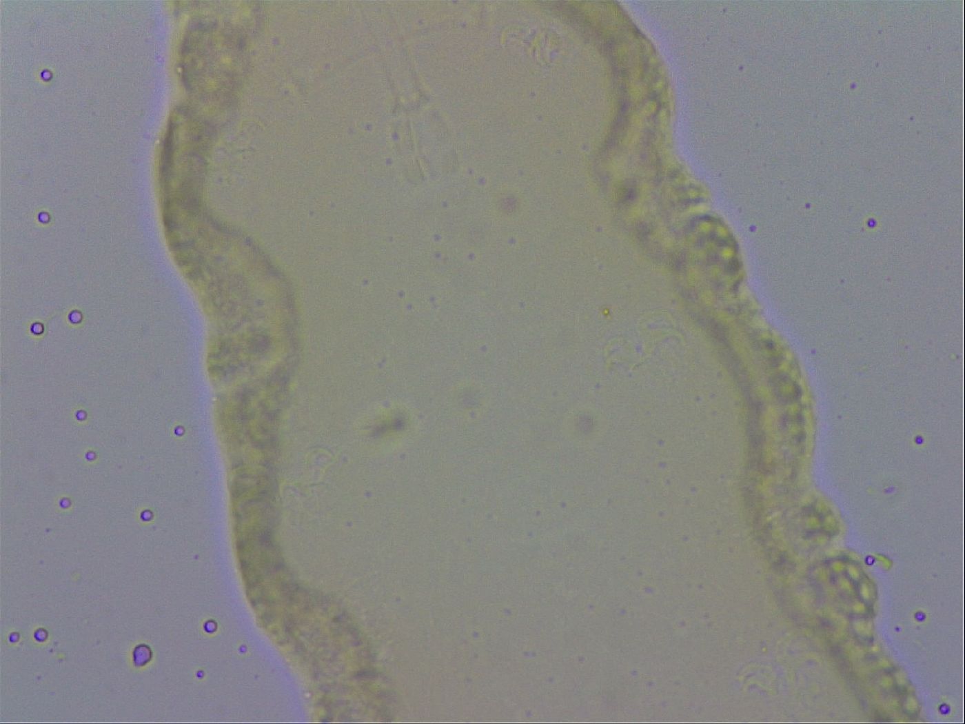Isohypsibius lunulatus image