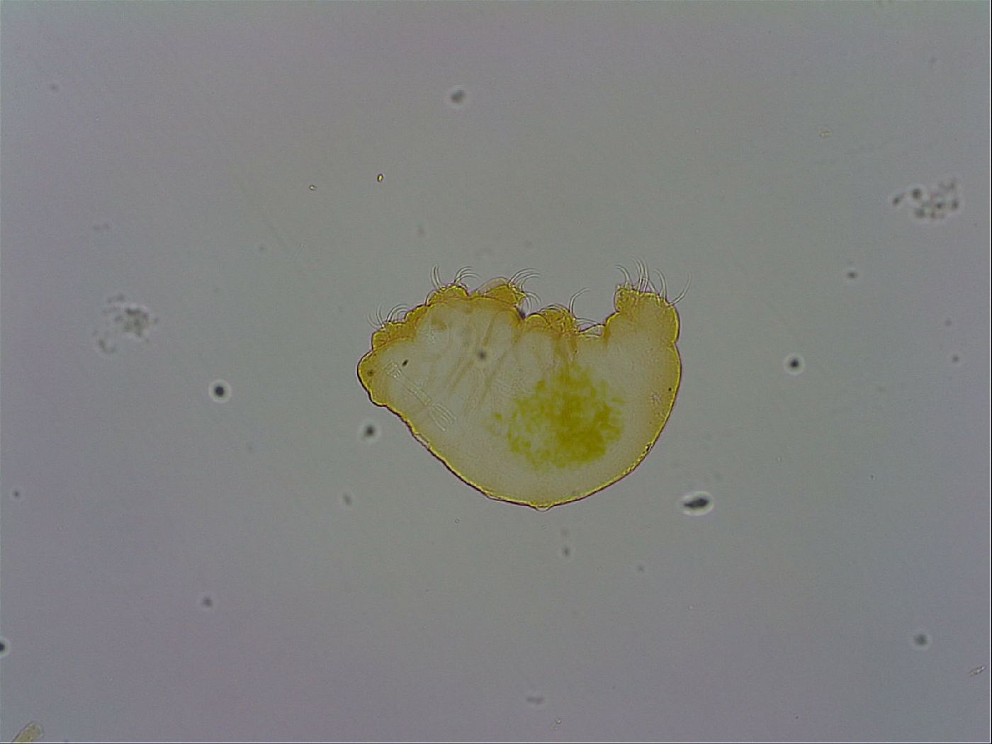 Pseudobiotus megalonyx image