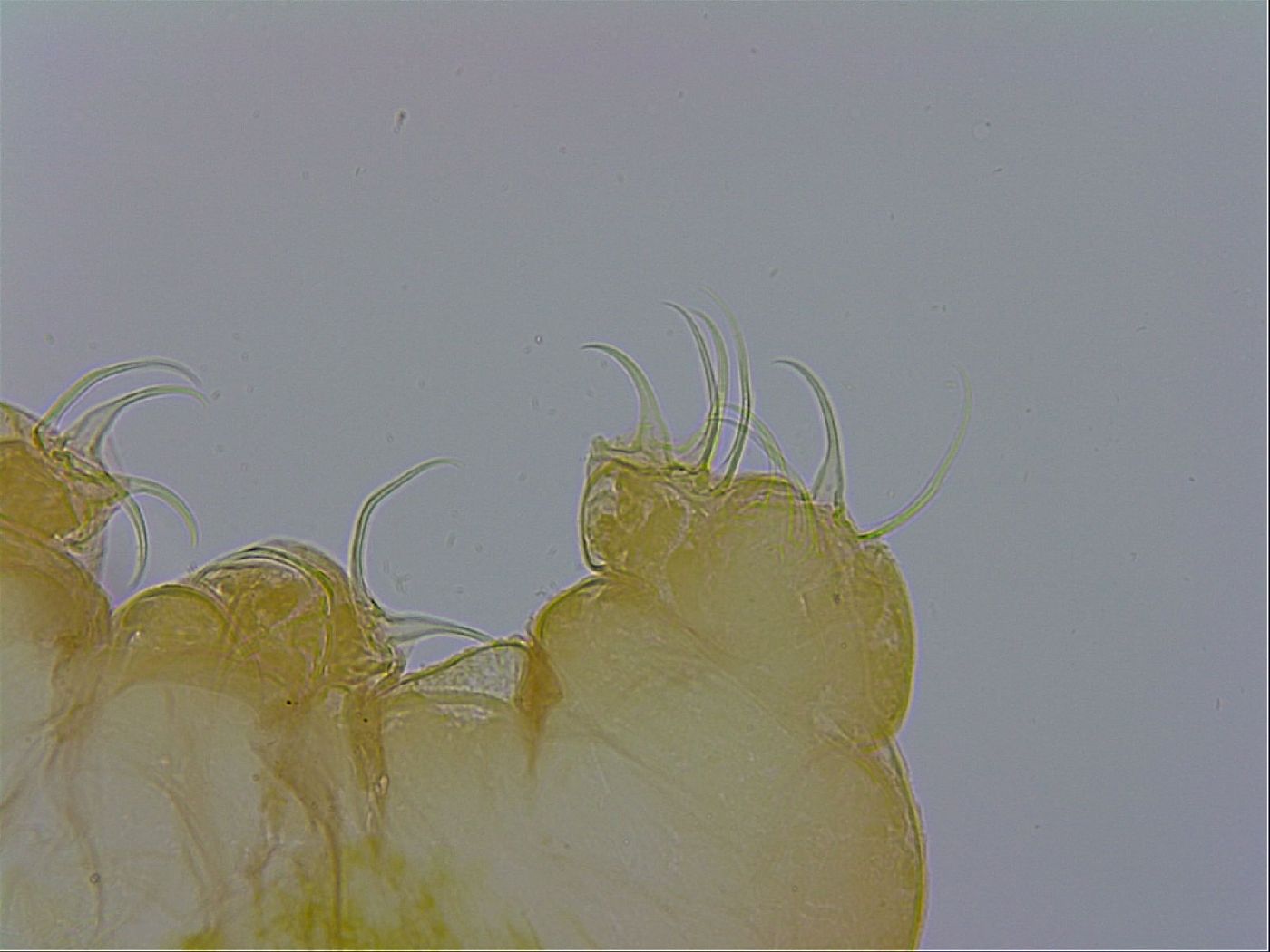 Pseudobiotus megalonyx image