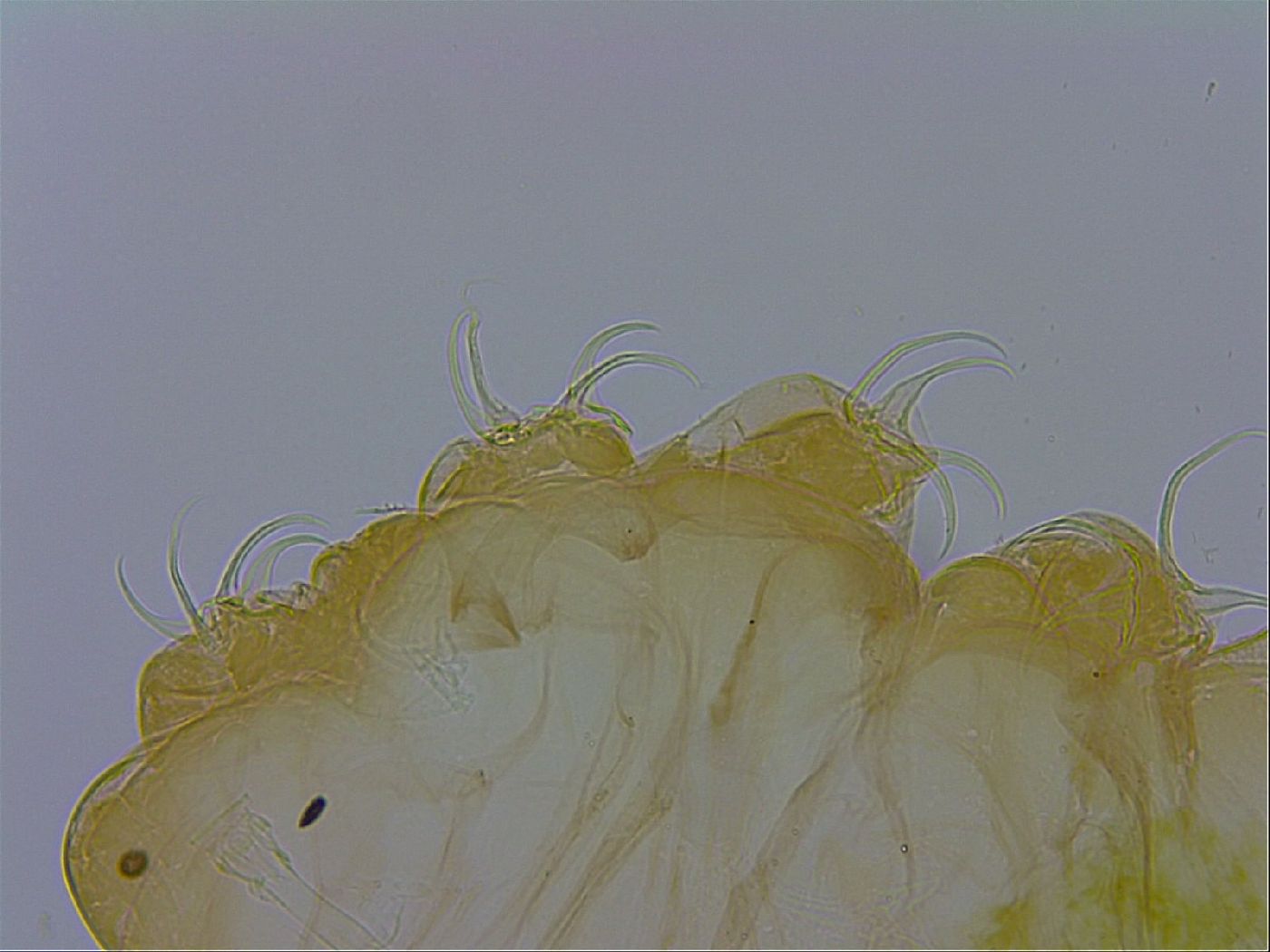Pseudobiotus megalonyx image