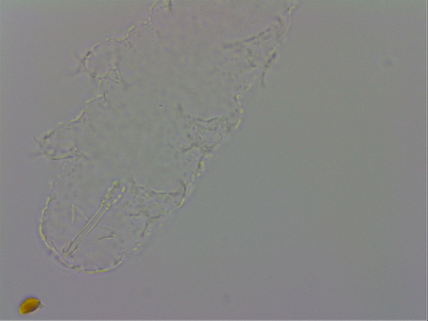 Isohypsibius prosostomus image