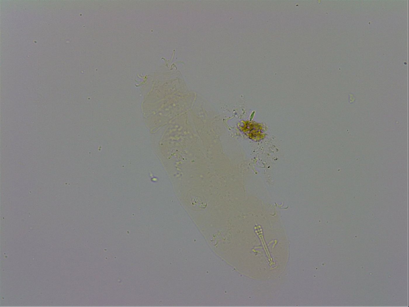 Isohypsibius prosostomus image