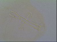 Thulinius saltursus image