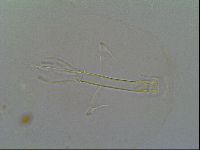Thulinius saltursus image