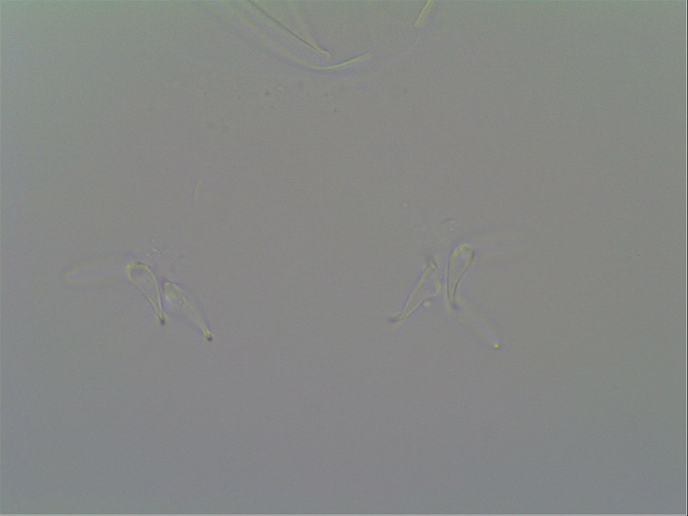 Thulinius saltursus image