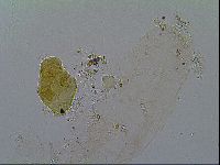 Thulinius saltursus image