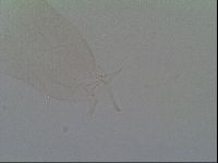 Thulinius saltursus image