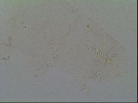 Thulinius saltursus image