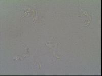 Thulinius saltursus image