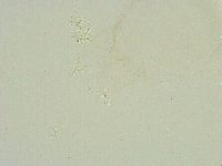 Thulinius saltursus image