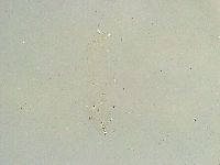 Thulinius saltursus image