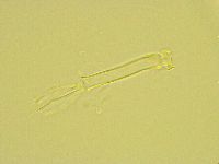 Thulinius saltursus image